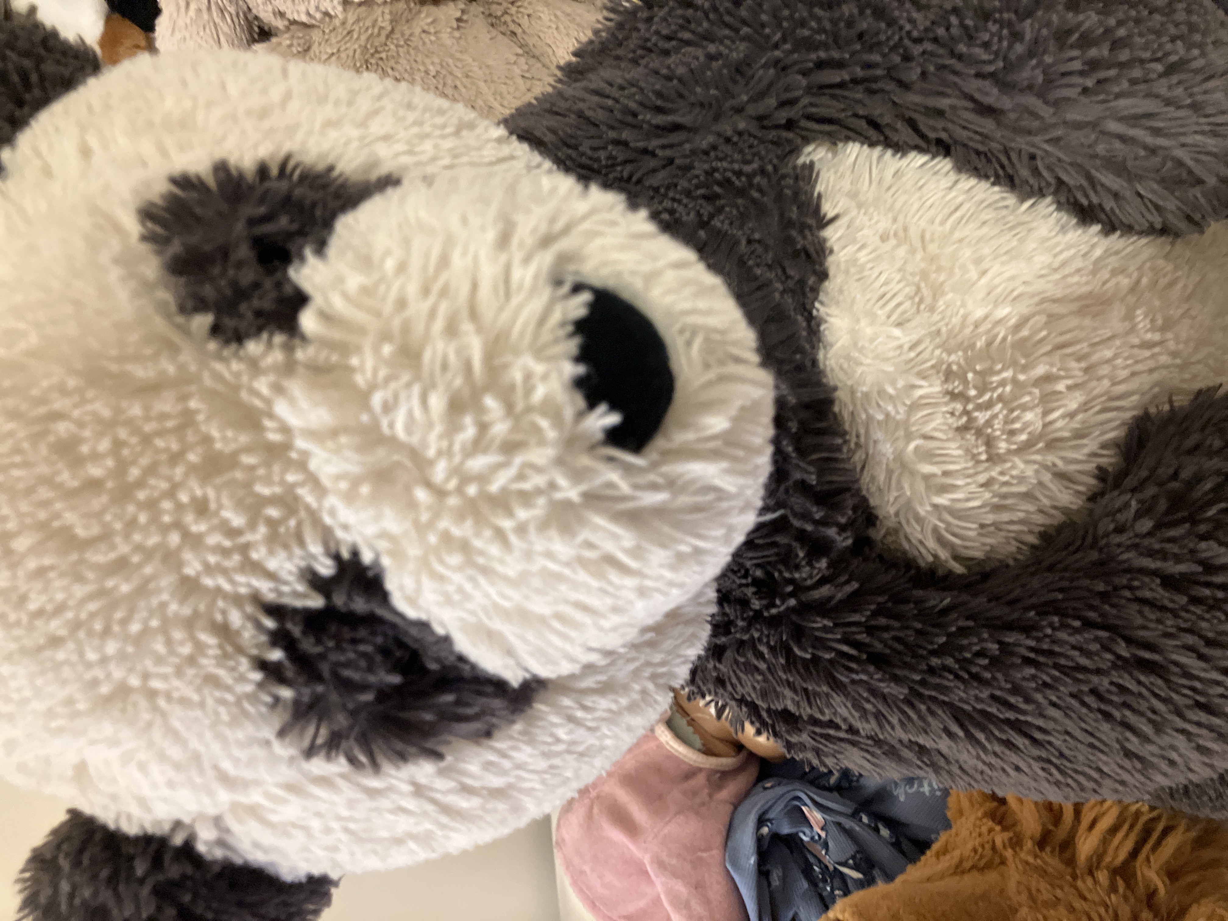 JELLYCATS! 🧸