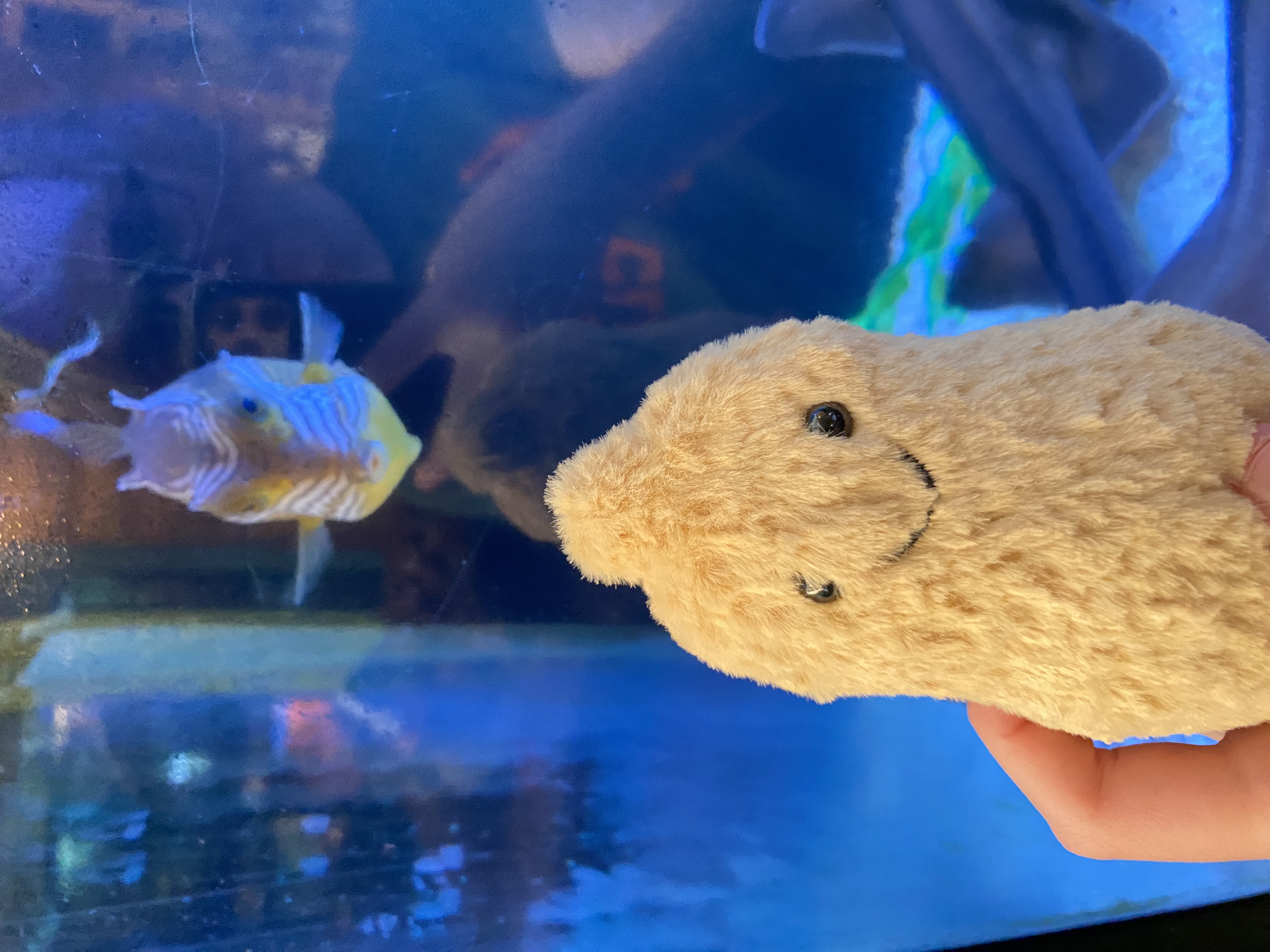 Thebettafishdra