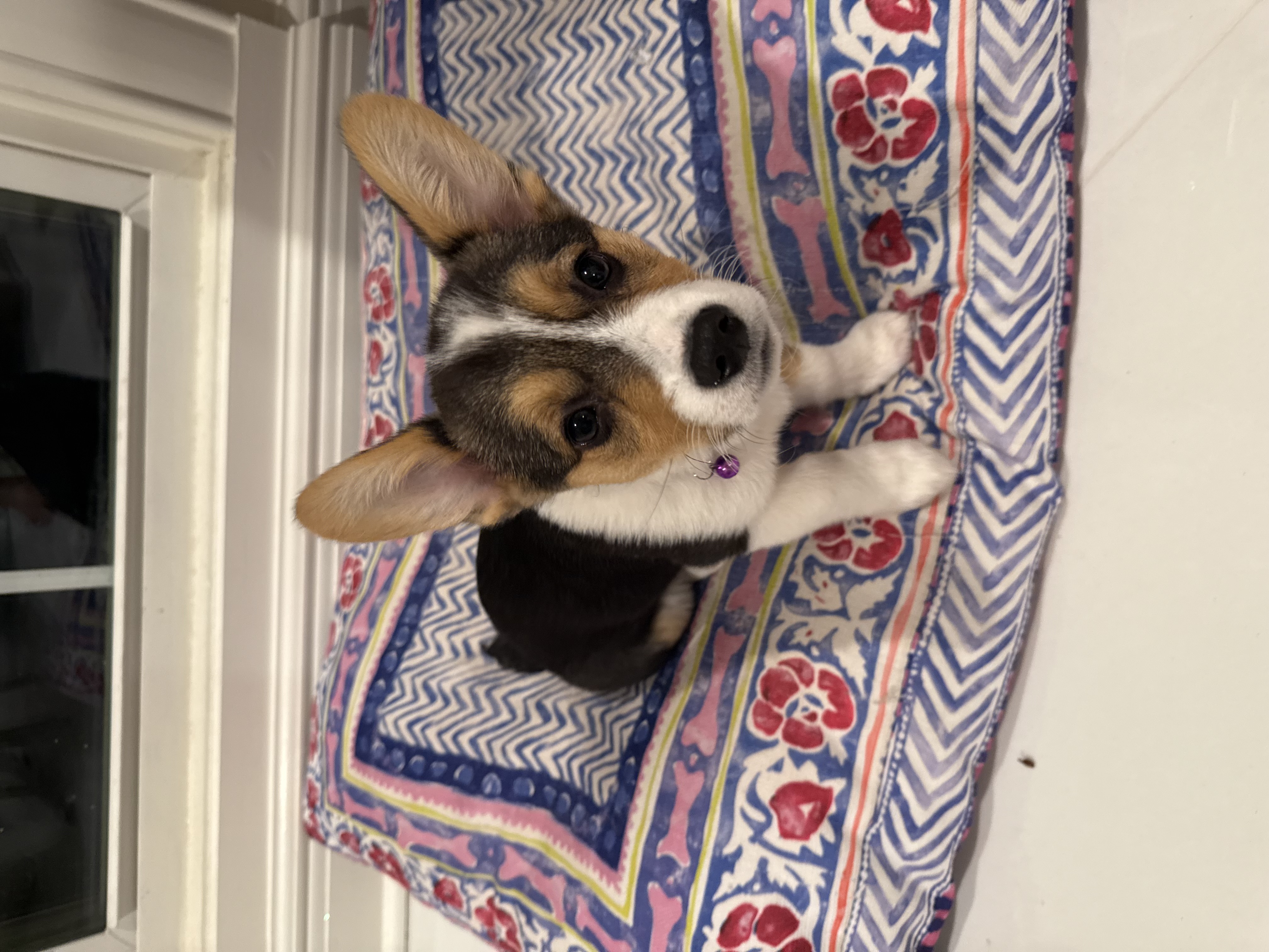 SUKI SPAM
