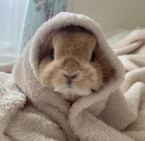 jakrabit