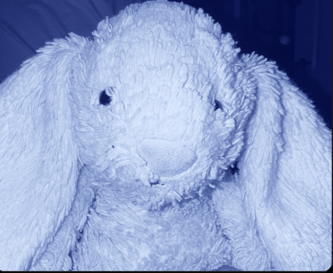 Bunbun jello